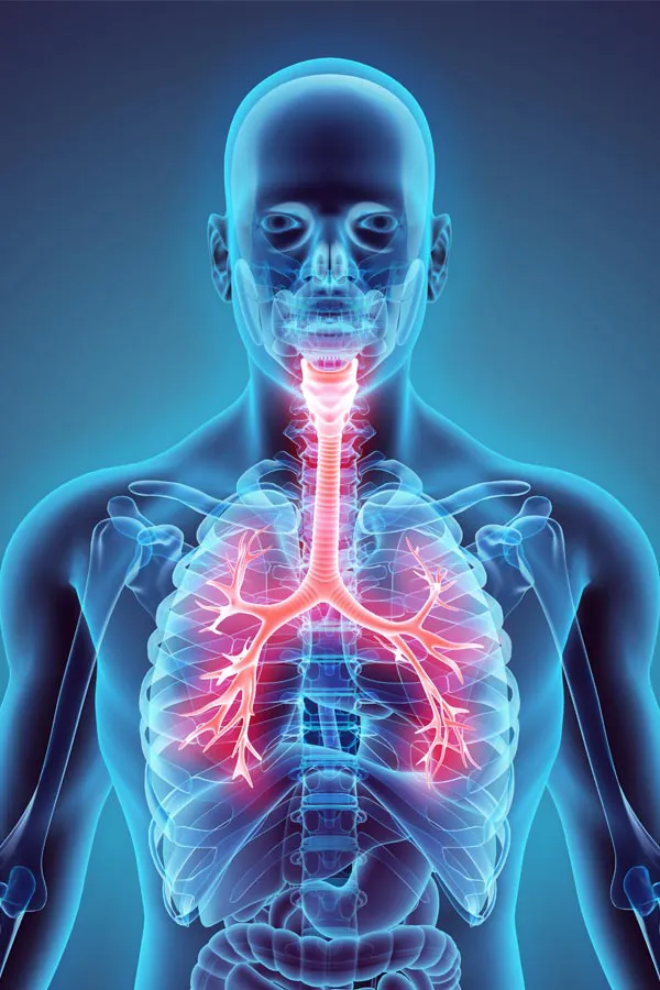 Asthma-Treatment A 3D illustration of the human body highlighting the throat and lungs (respiratory system). Get treatment for asthma from Markham Natural Health Centre in Greater Toronto.
