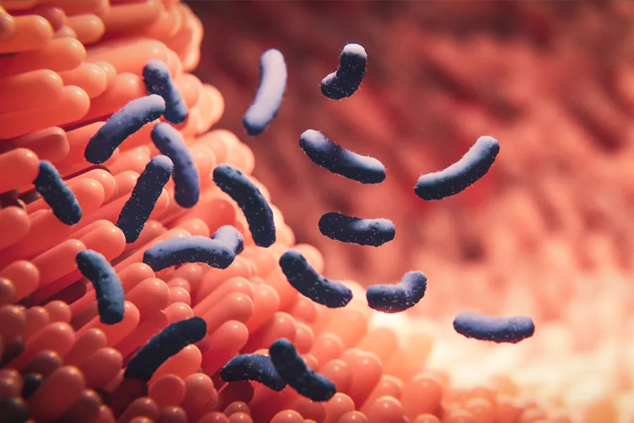 Intestinal-Bacteria-Clinic