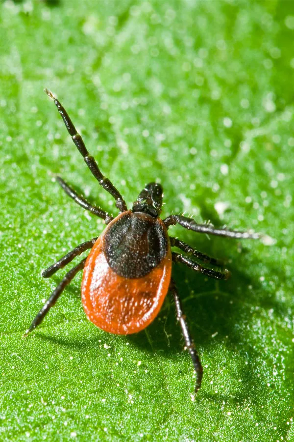Lyme-Disease-Treatment. Close up of a tick on a leaf. Get treatment for Lyme Disease from Markham Natural Health Centre in Greater Toronto.